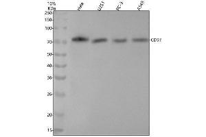 Western blot analysis of CD97 using anti-CD97 antibody (ABIN7604371).