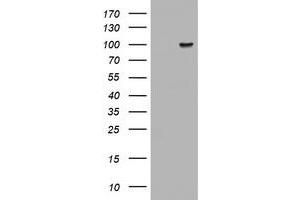 Image no. 1 for anti-ATR Interacting Protein (ATRIP) (AA 42-309) antibody (ABIN1491509) (ATRIP anticorps  (AA 42-309))