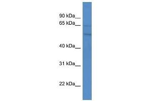 GPR75 antibody used at 0. (GPR75 anticorps  (C-Term))