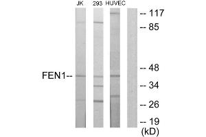 Western blot analysis of extracts from Jurkat cells, 293 cells and HUVEC cells, using FEN1 antibody. (FEN1 anticorps  (Internal Region))
