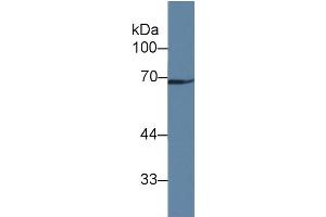 Rabbit Detection antibody from the kit in WB with Positive Control: Human liver tissue. (GAS6 Kit ELISA)