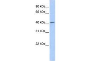 Image no. 1 for anti-Spermatogenesis and Oogenesis Specific Basic Helix-Loop-Helix 1 (SOHLH1) (AA 179-228) antibody (ABIN6742670) (SOHLH1 anticorps  (AA 179-228))