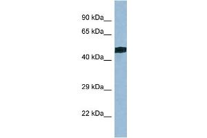 WB Suggested Anti-Trit1 Antibody   Titration: 1.