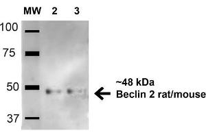 Western blot analysis of Human HeLa and 293Trap cell lysates showing detection of 48. (Beclin 2 anticorps  (AA 410-421) (Atto 594))