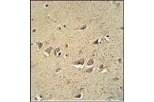 Immunohistochemistry analysis in Formalin Fixed, Paraffin Embedded Human brain tissue stained with SCN1B Antibody (N-term) followed by peroxidase conjugation of the secondary antibody and DAB staining.