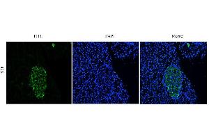 Immunofluorescent staining of rat pancreas using anti-CEA antibody   Formaldehyde-fixed rat pancreas slices were stained with  at 5 µg/ml and detected with a FITC-conjugated secondary antibody. (Recombinant CEACAM5 (Arcitumomab Biosimilar) anticorps)
