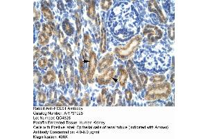 Rabbit Anti-HCLS1 Antibody  Paraffin Embedded Tissue: Human Kidney Cellular Data: Epithelial cells of renal tubule Antibody Concentration: 4. (HCLS1 anticorps  (N-Term))