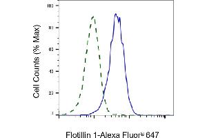 Validation of Flotillin 1 knockdown using flow cytometry.