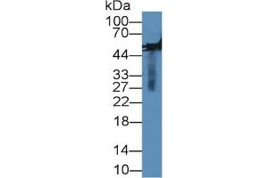 Rabbit Capture antibody from the kit in WB with Positive Control: Rabbit serum.