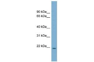 CUTA antibody used at 1 ug/ml to detect target protein. (CUTA anticorps)