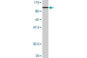 Western Blot detection against Immunogen (97.