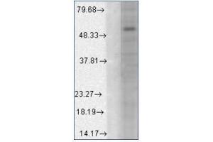 Western blot analysis of GABA(A)R Alpha1 a in a human cell line mix using a 1/1000 dilution of AM20084PU (GABRA1 anticorps  (AA 327-450, AA 355-394))