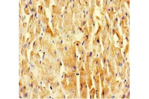 Immunohistochemistry of paraffin-embedded human heart tissue using ABIN7169521 at dilution of 1:100 (SCOC anticorps  (AA 1-121))