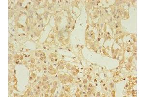 Immunohistochemistry of paraffin-embedded human adrenal gland tissue using ABIN7158414 at dilution of 1:100 (LDAH/C2orf43 anticorps  (AA 1-325))