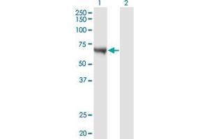 Western Blot analysis of CAMKK1 expression in transfected 293T cell line by CAMKK1 monoclonal antibody (M02), clone 4B4.