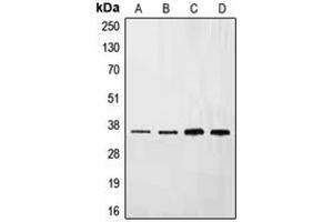 Western blot analysis of Ephrin B3 expression in HepG2 (A), NIH3T3 (B), mouse liver (C), rat liver (D) whole cell lysates.