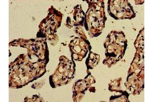 Immunohistochemistry of paraffin-embedded human placenta tissue using ABIN7147724 at dilution of 1:100 (CHD5 anticorps  (AA 1600-1699))
