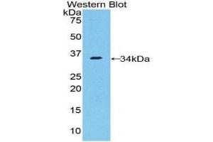 Western Blotting (WB) image for anti-Nucleoporin 205kDa (NUP205) (AA 1735-2000) antibody (ABIN1860081) (NUP205 anticorps  (AA 1735-2000))