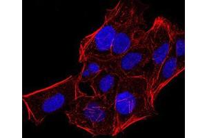 Immunofluorescence analysis of Hela cells using CBX5 mouse mAb.