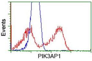 HEK293T cells transfected with either RC214125 overexpress plasmid (Red) or empty vector control plasmid (Blue) were immunostained by anti-PIK3AP1 antibody (ABIN2453459), and then analyzed by flow cytometry. (PIK3AP1 anticorps)