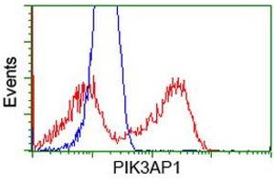 HEK293T cells transfected with either RC214125 overexpress plasmid (Red) or empty vector control plasmid (Blue) were immunostained by anti-PIK3AP1 antibody (ABIN2453459), and then analyzed by flow cytometry.