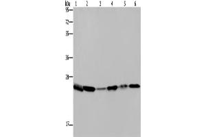 Western Blotting (WB) image for anti-rho GDP Dissociation Inhibitor (GDI) alpha (ARHGDIA) antibody (ABIN2430167) (ARHGDIA anticorps)