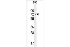 I2BP2 Antibody (Center) (ABIN654481 and ABIN2844216) western blot analysis in 293 cell line lysates (35 μg/lane). (IRF2BP2 anticorps  (AA 337-366))