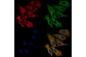 ABIN6259611 and ABIN6276102 staining Hela cells by IF/ICC. (OR89 anticorps  (Internal Region))