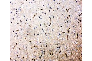 IHC-P: Aquaporin 4 antibody testing of rat brain tissue