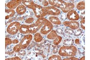 Immunohistochemistry (IHC) image for anti-Usher Syndrome 1C (Autosomal Recessive, Severe) (USH1C) (N-Term) antibody (ABIN2466421) (USH1C anticorps  (N-Term))