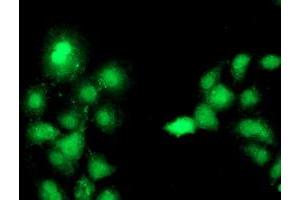 Anti-C1S mouse monoclonal antibody (ABIN2455417) immunofluorescent staining of COS7 cells transiently transfected by pCMV6-ENTRY C1S (RC218963). (C1S anticorps)