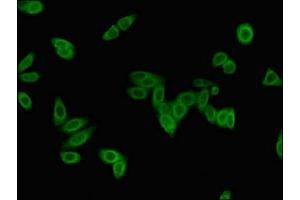 Immunofluorescent analysis of HepG2 cells using ABIN7157858 at dilution of 1:100 and Alexa Fluor 488-congugated AffiniPure Goat Anti-Rabbit IgG(H+L)