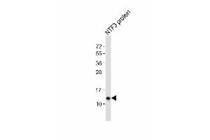Anti-NTF3 Antibody (C-term) at 1:2000 dilution + NTF3 protein at 20 ng per lane.