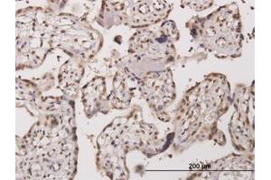 Image no. 1 for anti-Testis-Specific Kinase 2 (TESK2) (AA 405-542) antibody (ABIN466168) (TESK2 anticorps  (AA 405-542))