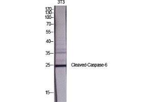 Western Blot (WB) analysis of specific cells using Cleaved-Caspase-6 p18 (D162) Polyclonal Antibody. (Caspase 6 p18 (Asp162), (cleaved) anticorps)
