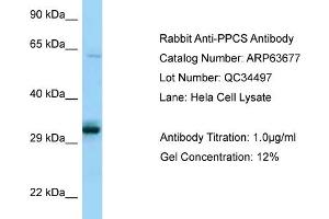 Western Blotting (WB) image for anti-Phosphopantothenoylcysteine Synthetase (PPCS) (C-Term) antibody (ABIN2789588) (PPCS anticorps  (C-Term))