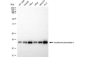 Western blotting analysis using glutathione peroxidase 4 antibody (ABIN7798753). (Recombinant GPX4 anticorps)