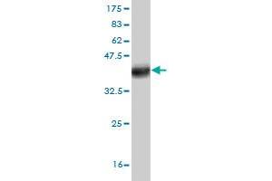 Western Blot detection against Immunogen (37. (TNIK anticorps  (AA 1-110))