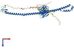 AlphaFold protein structure predicition of Mouse Recombinant Bspry Protein, UniprotID Q80YW5