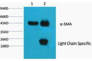 Immunoprecipitation (IP) analysis: 1) Input: Mouse Brain Tissue Lysate.