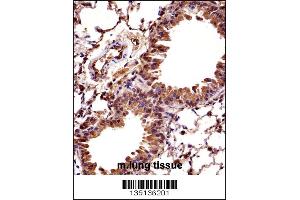 Mouse Hoxc10 Antibody immunohistochemistry analysis in formalin fixed and paraffin embedded mouse lung tissue followed by peroxidase conjugation of the secondary antibody and DAB staining.