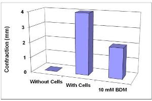 Contraction inhibition by BDM. (CytoSelect™ 48-Well Cell Contraction Assay Kit)