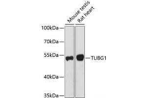 Western blot analysis of extracts of various cell lines using TUBG1 Polyclonal Antibody at dilution of 1:1000. (TUBG1 anticorps)