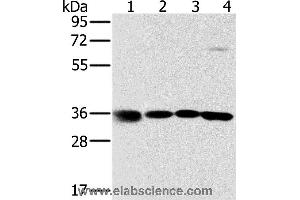 Western blot analysis of 293T, K562, 231 and hela cell, using MRPL39 Polyclonal Antibody at dilution of 1:600 (MRPL39 anticorps)