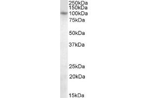 ABIN570911 (1 µg/mL) staining of Human Brain (cerebellum) lysate (35 µg protein in RIPA buffer).