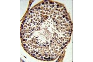 SFRS1 Antibody (N-term) (ABIN652256 and ABIN2841067) IHC analysis in formalin fixed and paraffin embedded testis tissue followed by peroxidase conjugation of the secondary antibody and DAB staining.