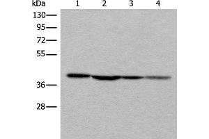 Western blot analysis of 293T 231 and Hela cell lysates using ROM1 Polyclonal Antibody at dilution of 1:400 (ROM1 anticorps)