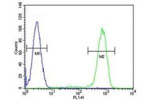 Caspase-12 antibody flow cytometric analysis of HL-60 cells (right histogram) compared to a negative control cell (left histogram).