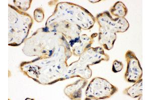 Anti- TLR7 Picoband antibody, IHC(P) IHC(P): Human Placenta Tissue