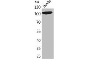 Western Blot analysis of HuvEc cells using NFATc1 Polyclonal Antibody.
